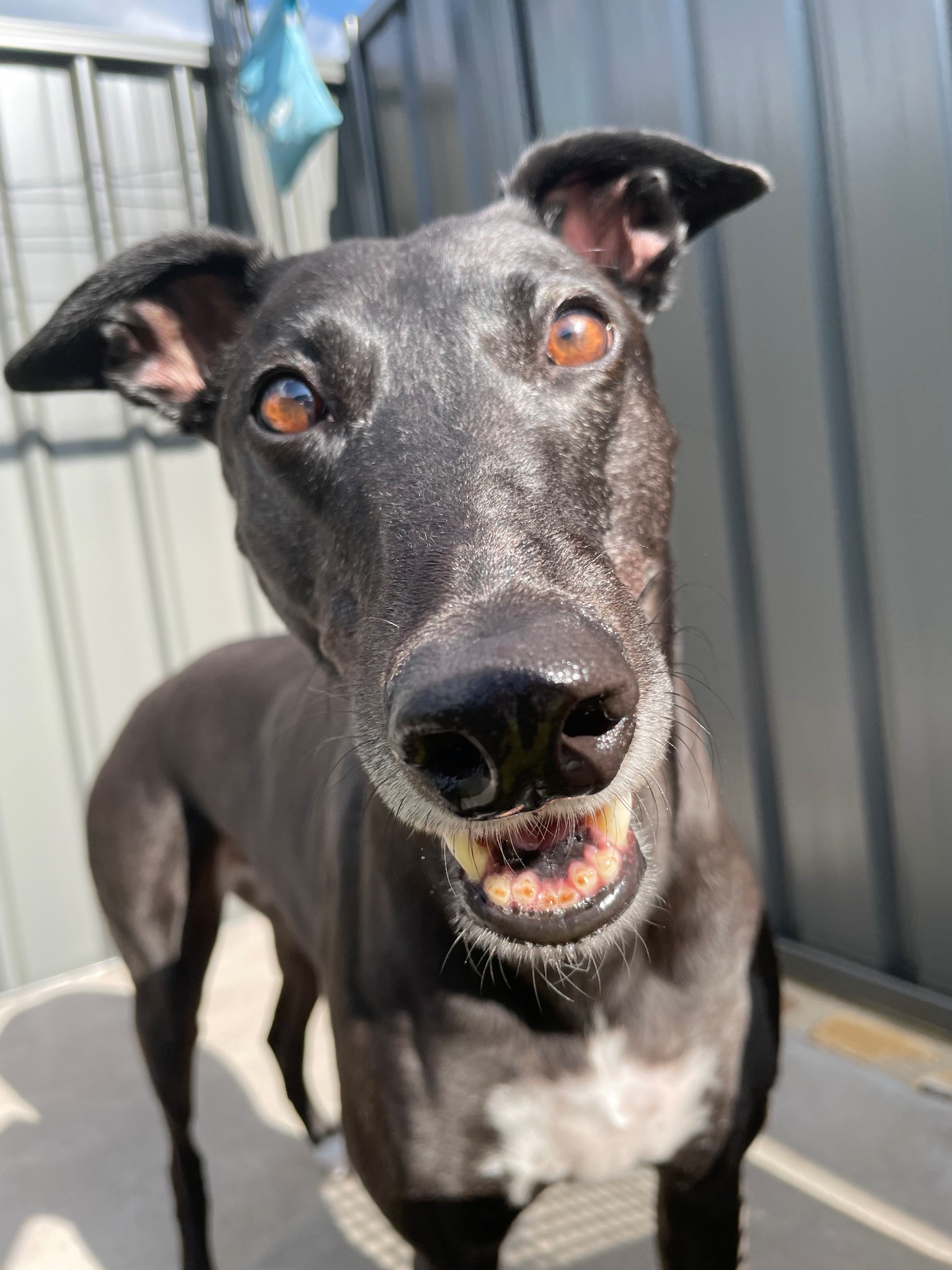 Harlow looking bright-eyed and happy in the sunshine