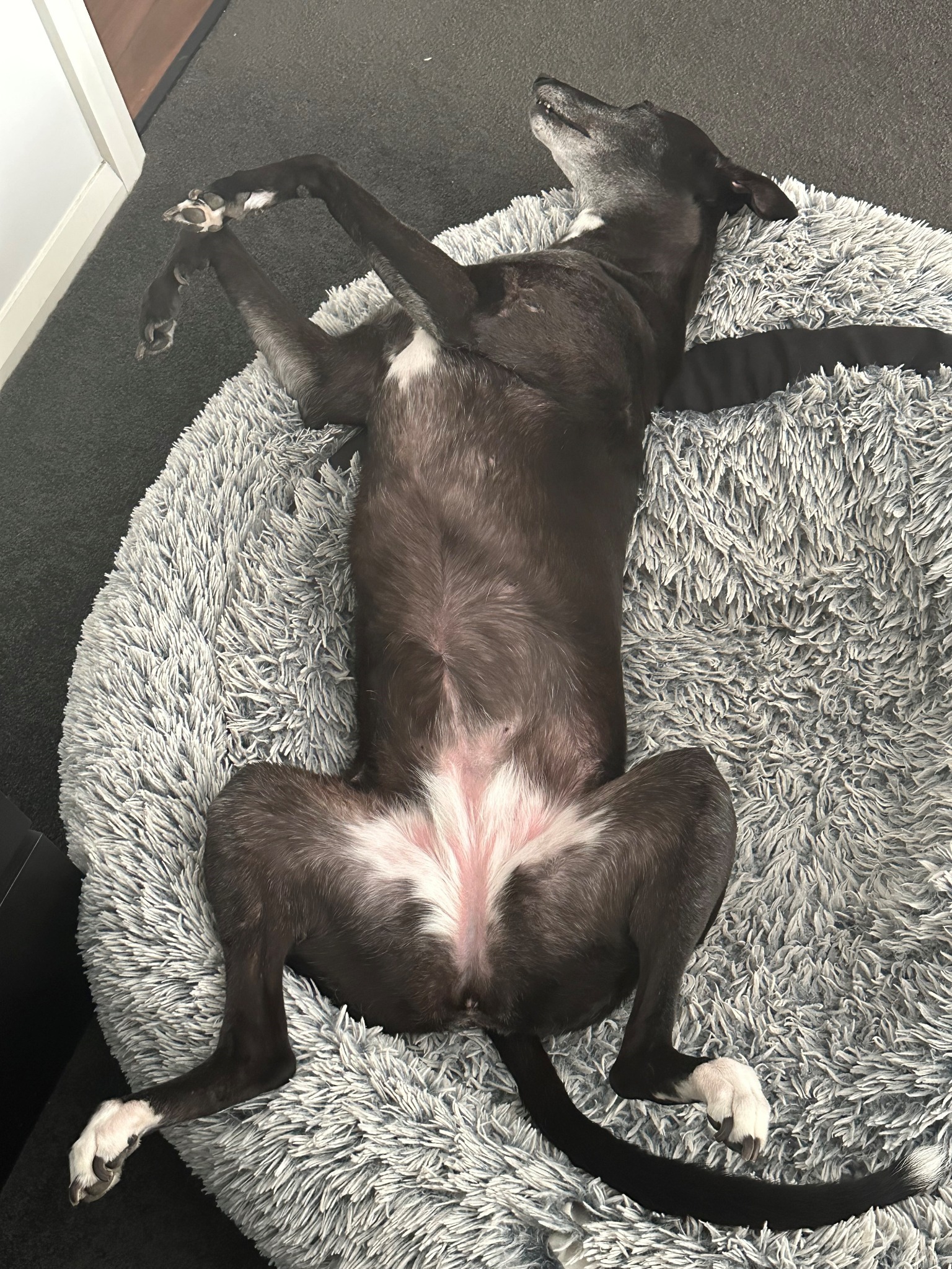 Harlow snoozing upside down with her paws in the air