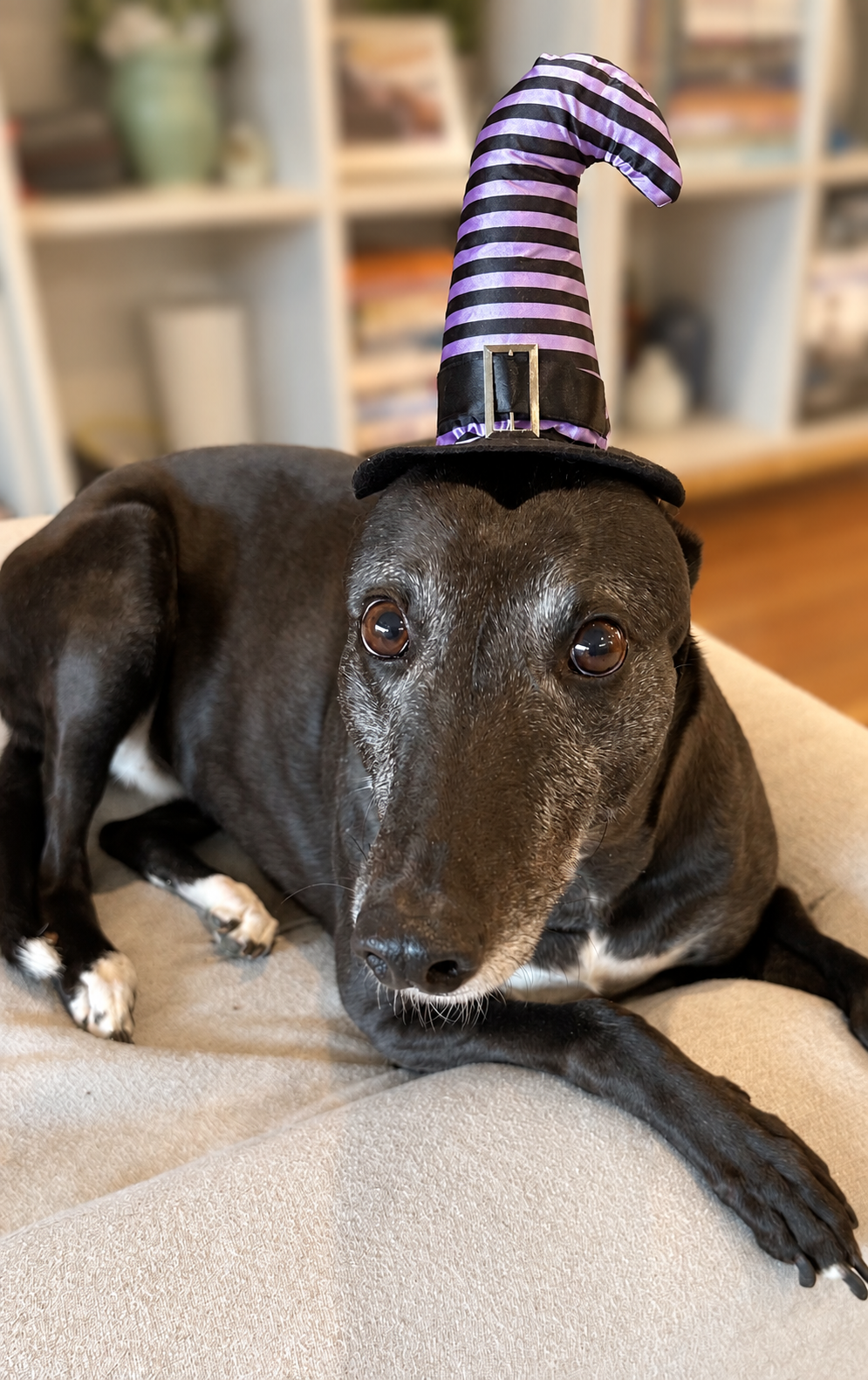 Harlow relaxing on her bed in a purple and black striped witch’s hat, with a softly blurred background